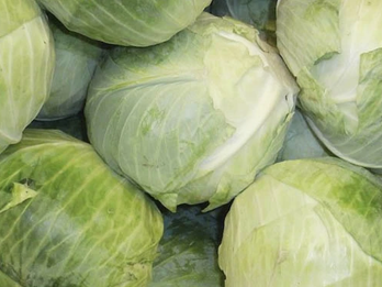 Gaia Cabbage